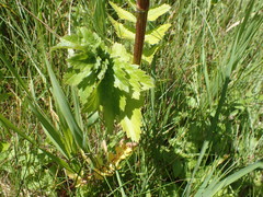 Zizia trifoliata