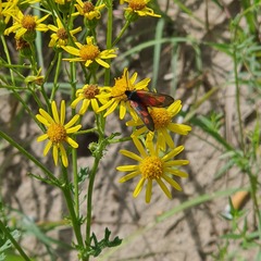 Zygaena viciae