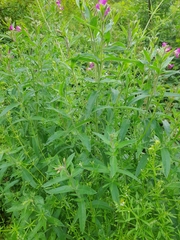 Epilobium hirsutum