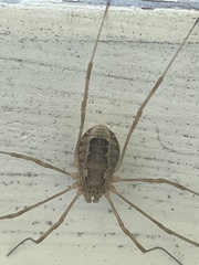 Rilaena triangularis