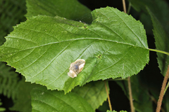 Cameraria corylisella