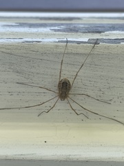 Rilaena triangularis