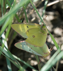 Colias philodice eriphyle