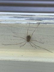 Rilaena triangularis