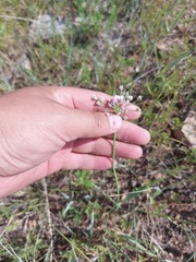 Allium anisopodium