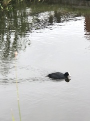 Fulica atra