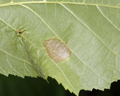 Cameraria corylisella