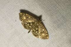 Anania stachydalis