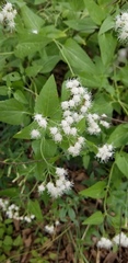 Ageratina herbacea