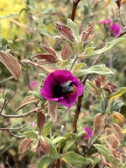 Bombus lapidarius