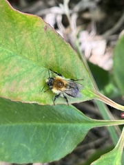 Bombus pascuorum