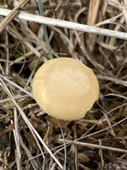 Agrocybe semiorbicularis