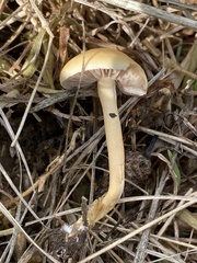 Agrocybe semiorbicularis