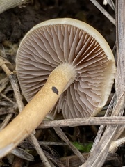 Agrocybe semiorbicularis