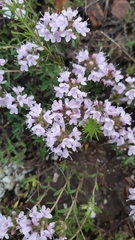 Thymus punctulosus