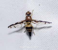 Chaetellipsis paradoxa