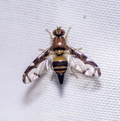 Chaetellipsis paradoxa