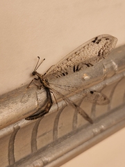 Dendroleon speciosus