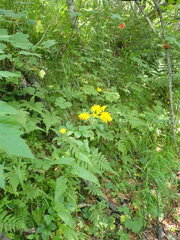 Crepis lyrata