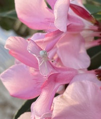 Thomisidae