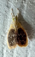 Glaphyria fulminalis