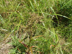 Scirpus expansus