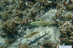 Fundulus seminolis