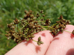 Scirpus expansus