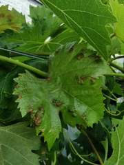 Colomerus vitis