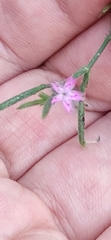 Dianthus armeria