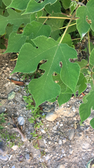 Broussonetia papyrifera