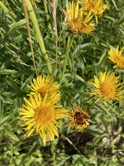 Pentanema salicinum