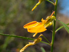 Pigea aurantiaca