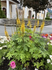 Ligularia przewalskii