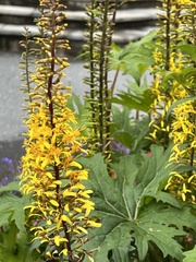 Ligularia przewalskii