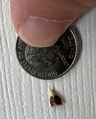 Glaphyria fulminalis