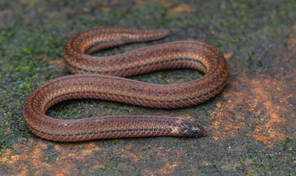 Captain's Wood Snake
