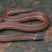 Captain’s Wood Snake - Photo (c) avrajjal, some rights reserved (CC BY-NC), uploaded by avrajjal