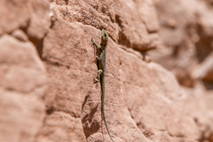 Quedenfeldtia moerens