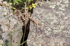 Podarcis muralis