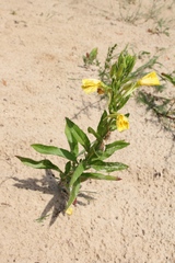 Oenothera biennis