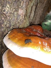 Bolitotherus cornutus