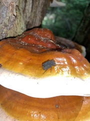 Bolitotherus cornutus