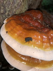Bolitotherus cornutus