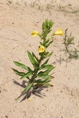 Oenothera biennis
