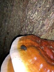 Bolitotherus cornutus