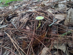 Leucocoprinus fragilissimus image