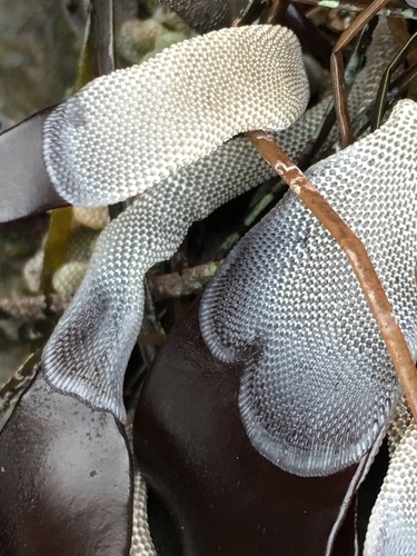 Jellyella tuberculata