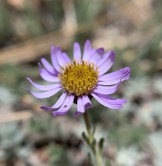 Erigeron breweri jacinteus