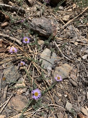 Erigeron breweri jacinteus